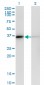 MDH1 Antibody (monoclonal) (M01)